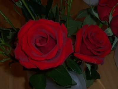 Proposal Roses
